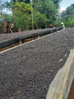 Green Coffee Bean